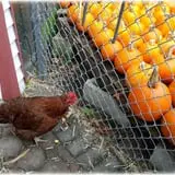 Prianti Farms photo