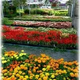 Prianti Farms photo