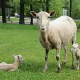 The Friendly Farm photo