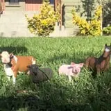The Friendly Farm photo