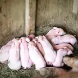 The Friendly Farm photo