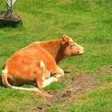 The Friendly Farm photo