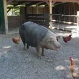 The Friendly Farm photo