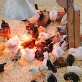 The Friendly Farm photo
