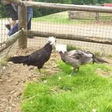 The Friendly Farm photo