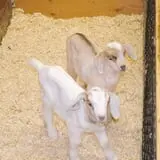 The Friendly Farm photo