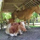 The Friendly Farm photo