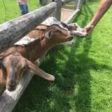 The Friendly Farm photo