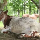 The Friendly Farm photo