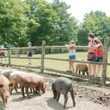 The Friendly Farm photo