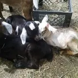 The Friendly Farm photo
