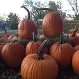 Perryville Pumpkin Farm photo