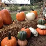 Perryville Pumpkin Farm photo