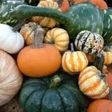 Perryville Pumpkin Farm photo