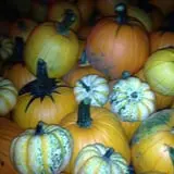 Perryville Pumpkin Farm photo