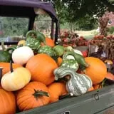 Perryville Pumpkin Farm photo
