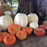 Perryville Pumpkin Farm photo