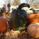 Perryville Pumpkin Farm photo