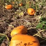 Perryville Pumpkin Farm photo