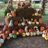 Perryville Pumpkin Farm photo