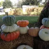 Perryville Pumpkin Farm photo