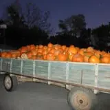 Perryville Pumpkin Farm photo