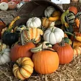 Perryville Pumpkin Farm photo