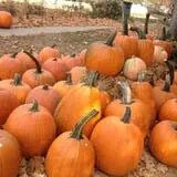 Perryville Pumpkin Farm photo