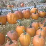 Perryville Pumpkin Farm photo
