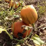 Perryville Pumpkin Farm photo