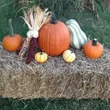 Perryville Pumpkin Farm photo