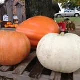 Perryville Pumpkin Farm photo