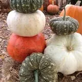 Perryville Pumpkin Farm photo