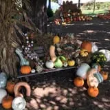 Perryville Pumpkin Farm photo