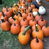 Perryville Pumpkin Farm photo