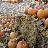 Perryville Pumpkin Farm photo