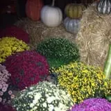 Perryville Pumpkin Farm photo