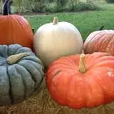 Perryville Pumpkin Farm photo