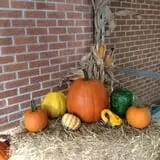 Perryville Pumpkin Farm photo