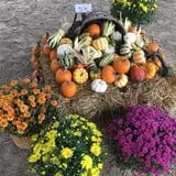 Perryville Pumpkin Farm photo