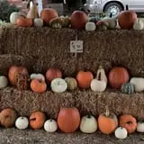 Perryville Pumpkin Farm photo