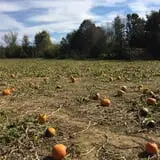 Perryville Pumpkin Farm photo