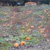 Perryville Pumpkin Farm photo