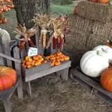 Perryville Pumpkin Farm photo
