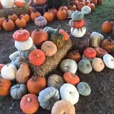 Perryville Pumpkin Farm photo