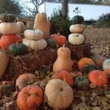 Perryville Pumpkin Farm photo