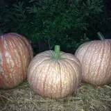 Perryville Pumpkin Farm photo