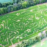 Blooms & Berries Corn Maze photo
