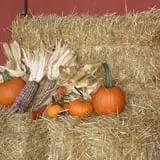 Wells Orchards photo