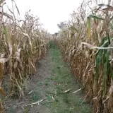 Wells Orchards photo